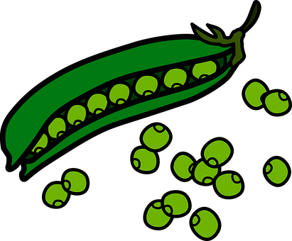 Green Peas Pod Illustration