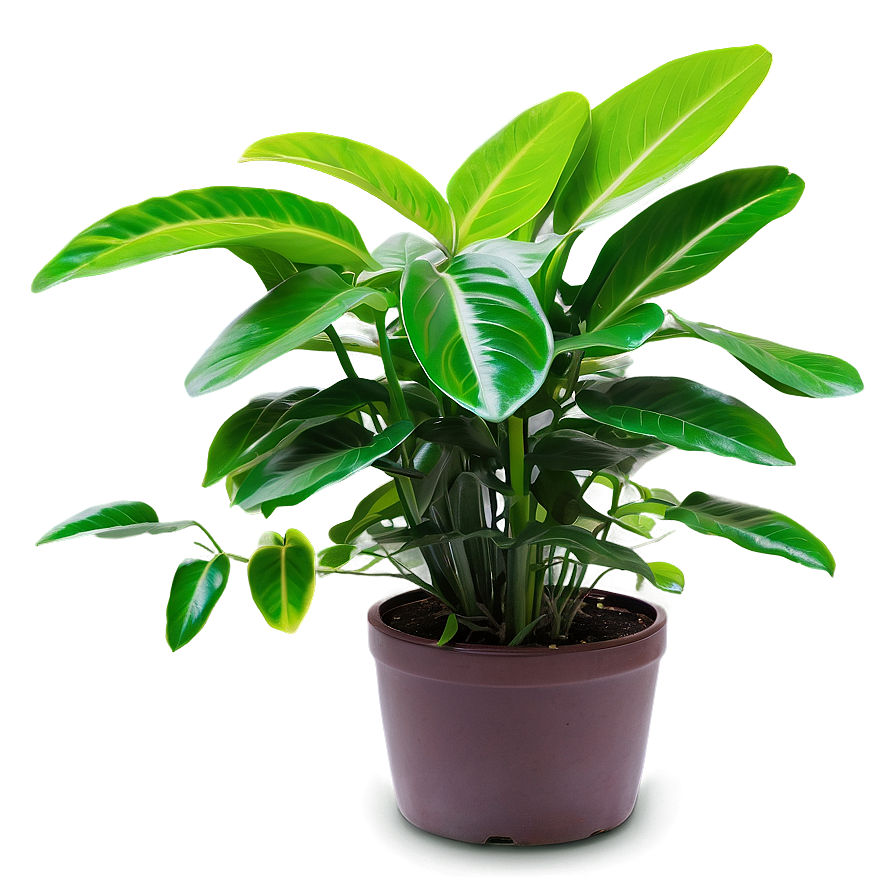 Green Plant Png 05032024