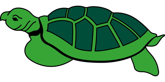 Green Sea Turtle Graphic