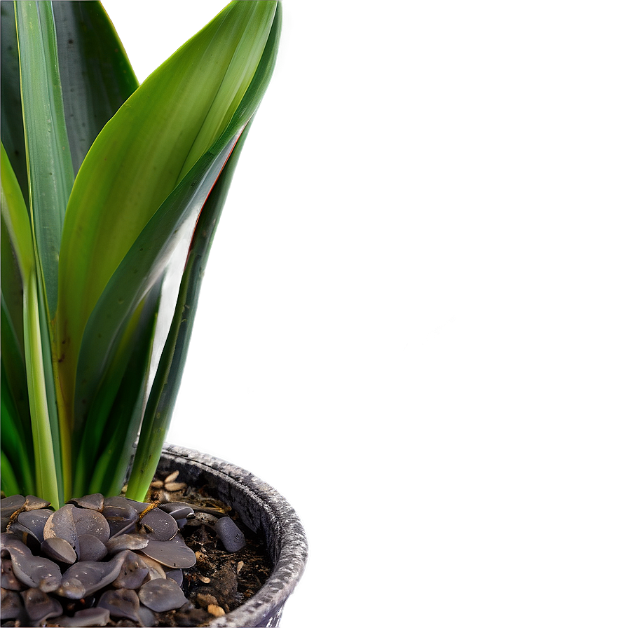 Green Snake Plant Png 06122024