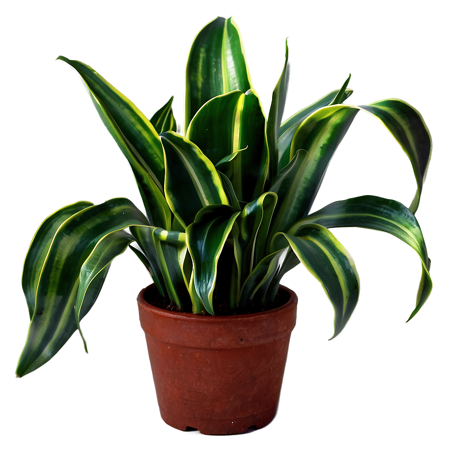 Green Snake Plant Png Qnu56