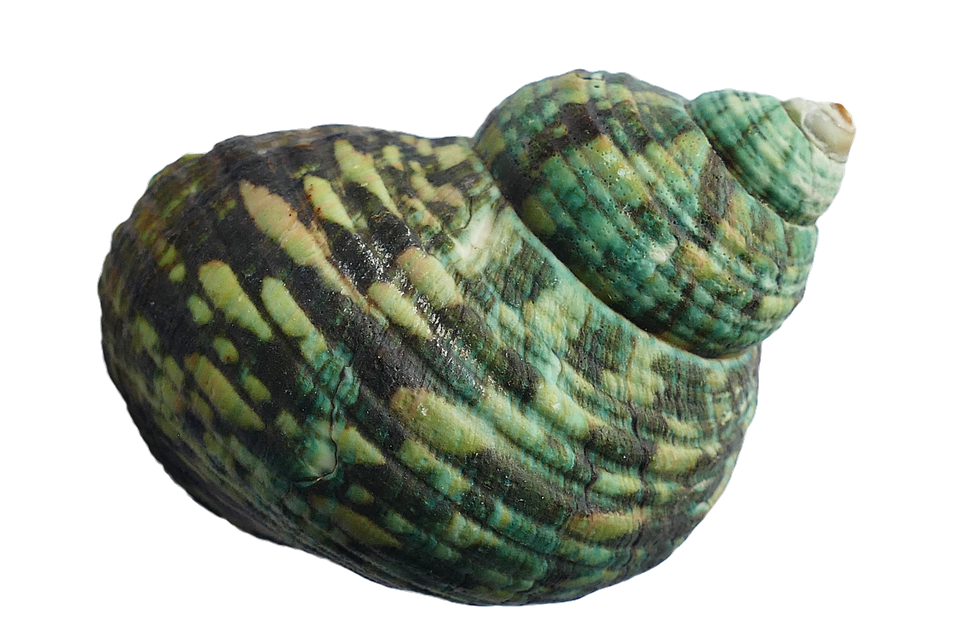 Green Striped Seashell.png