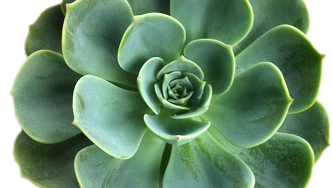 Green Succulent Closeup