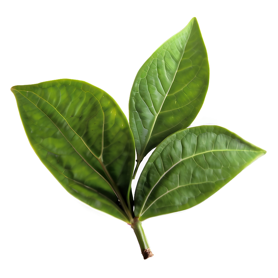 Green Tea Leaf Png Phi97