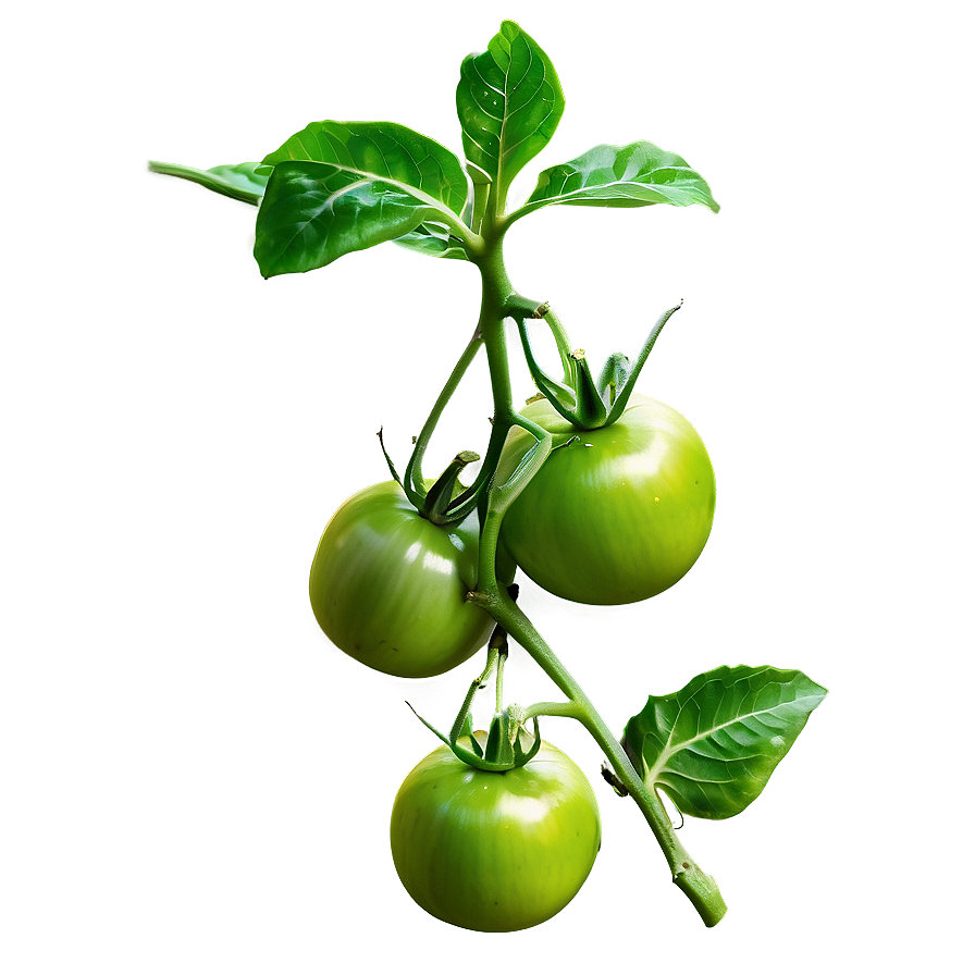 Green Tomato Plant Png 06212024