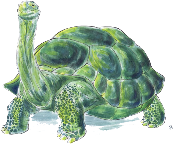 Green Tortoise Illustration