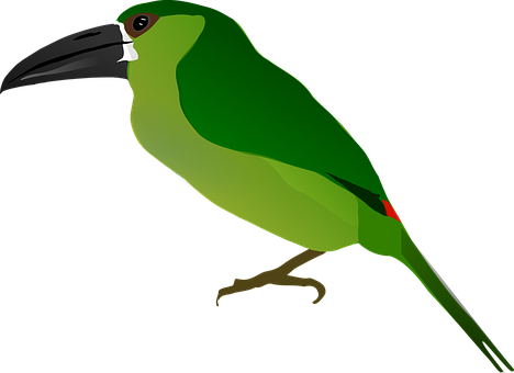 Green Toucan Vector Illustration