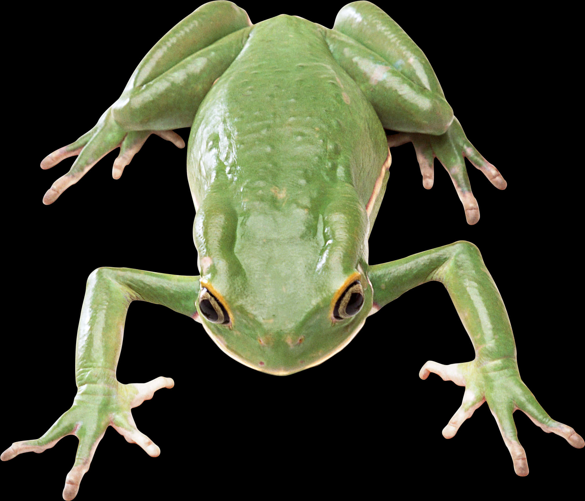 Green Tree Frog Isolatedon Black