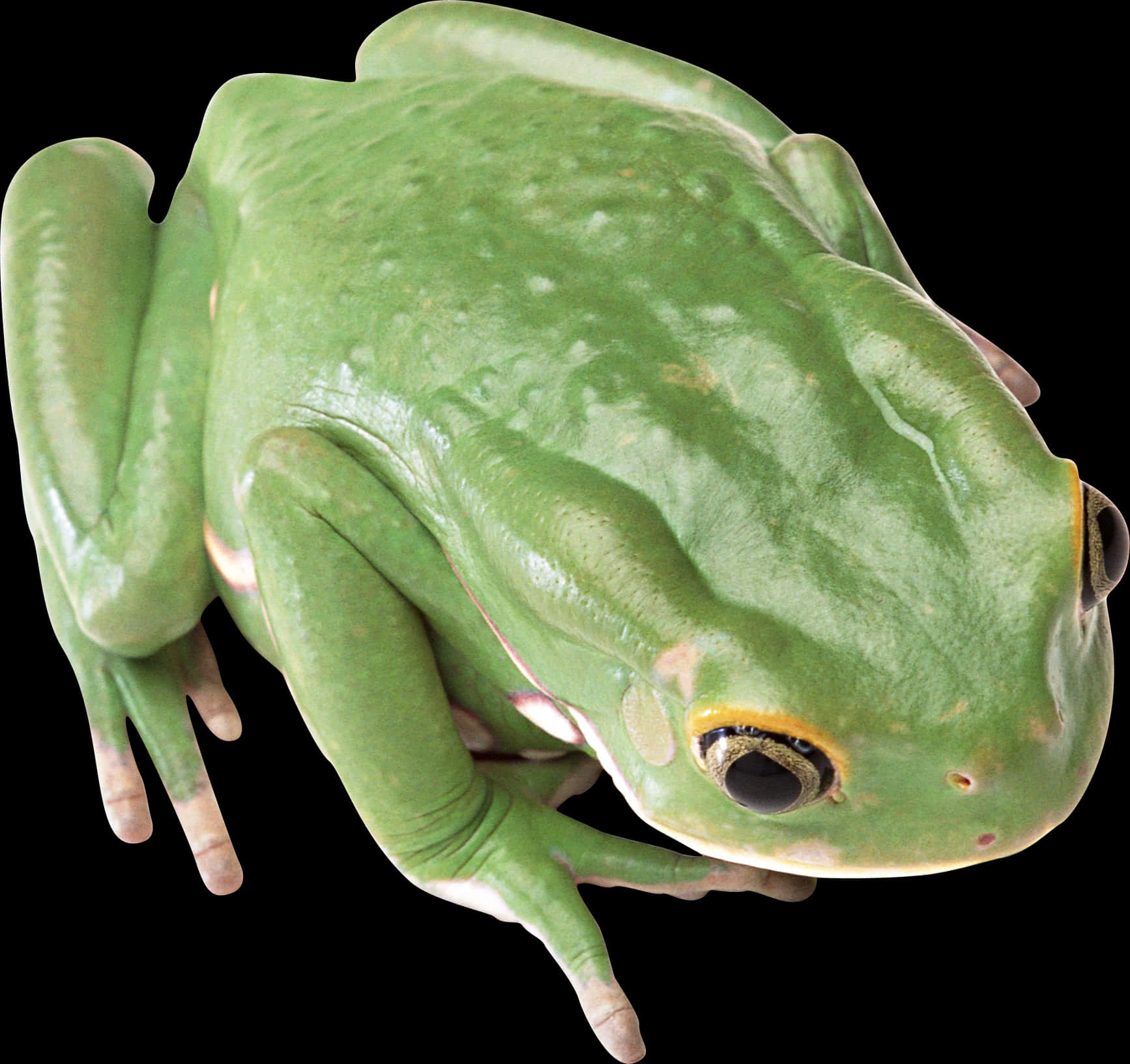 Green Tree Frog Top View