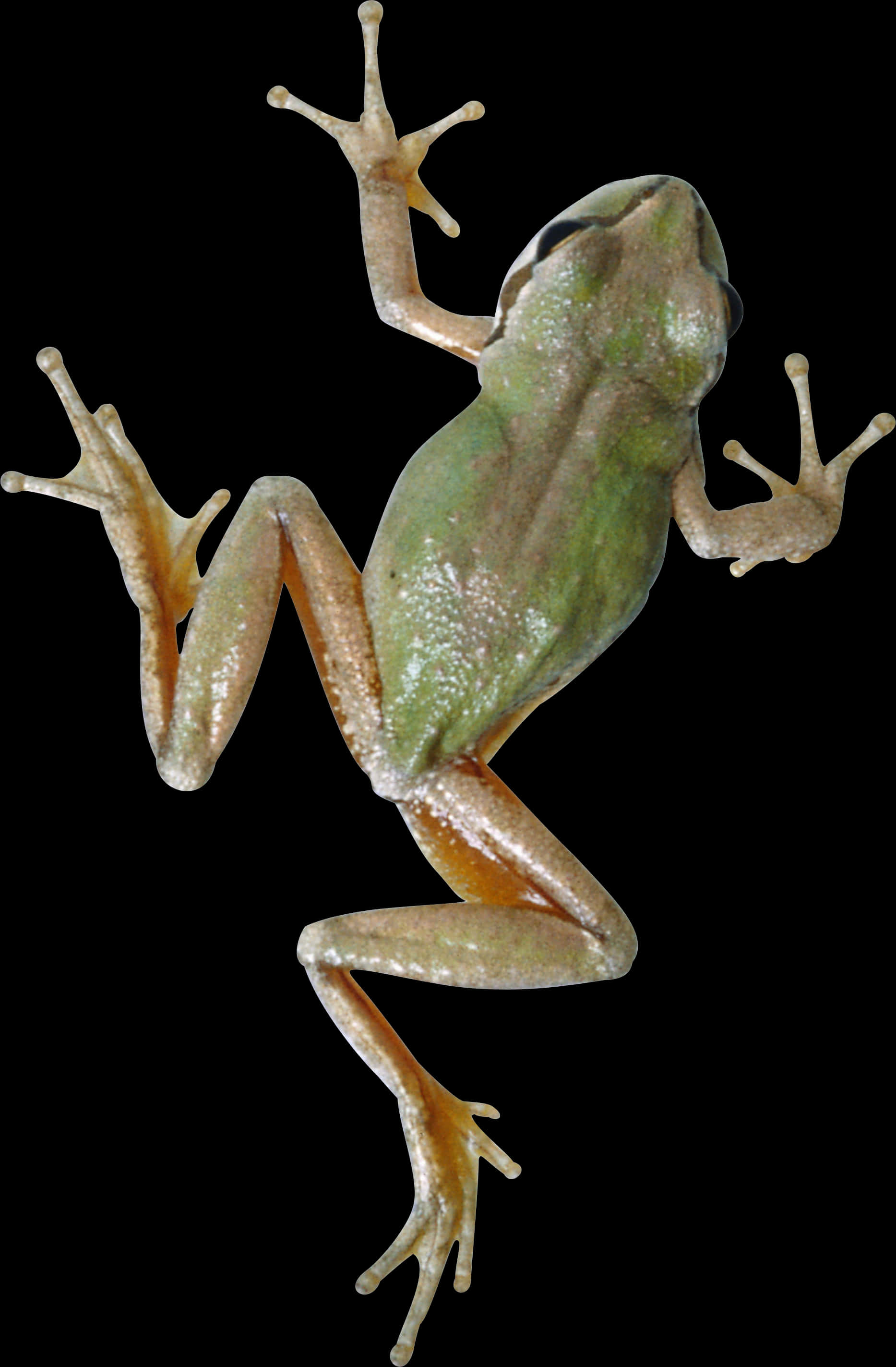 Green Tree Frog Transparent Background