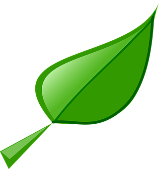 Green Vector Leaf Illustration