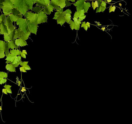 Green Vine Corner Design