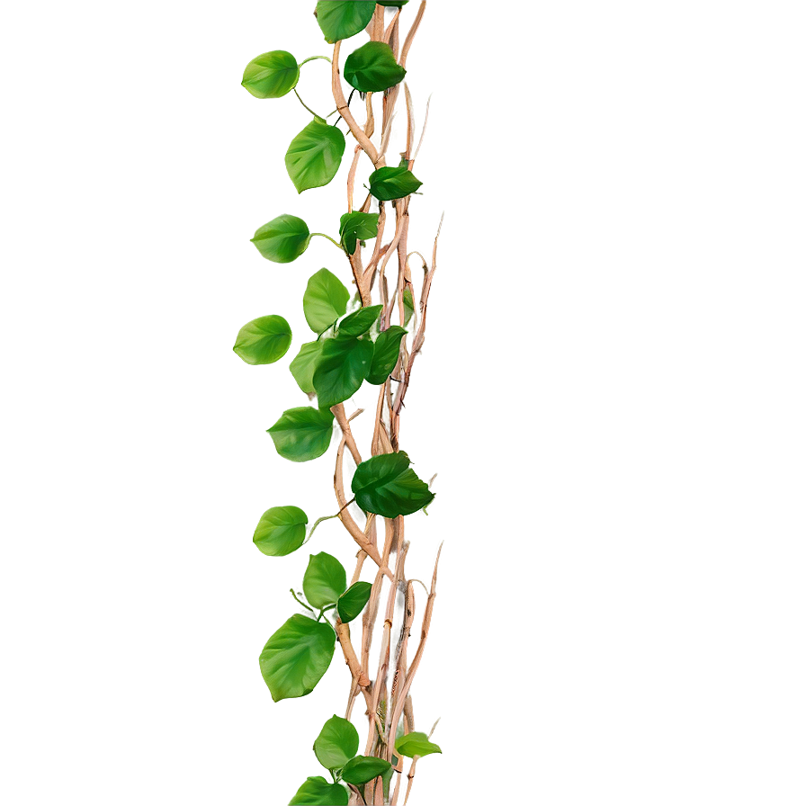 Green Vine Twisting Upwards