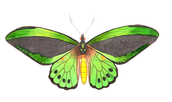 Green Winged Butterfly Illustration