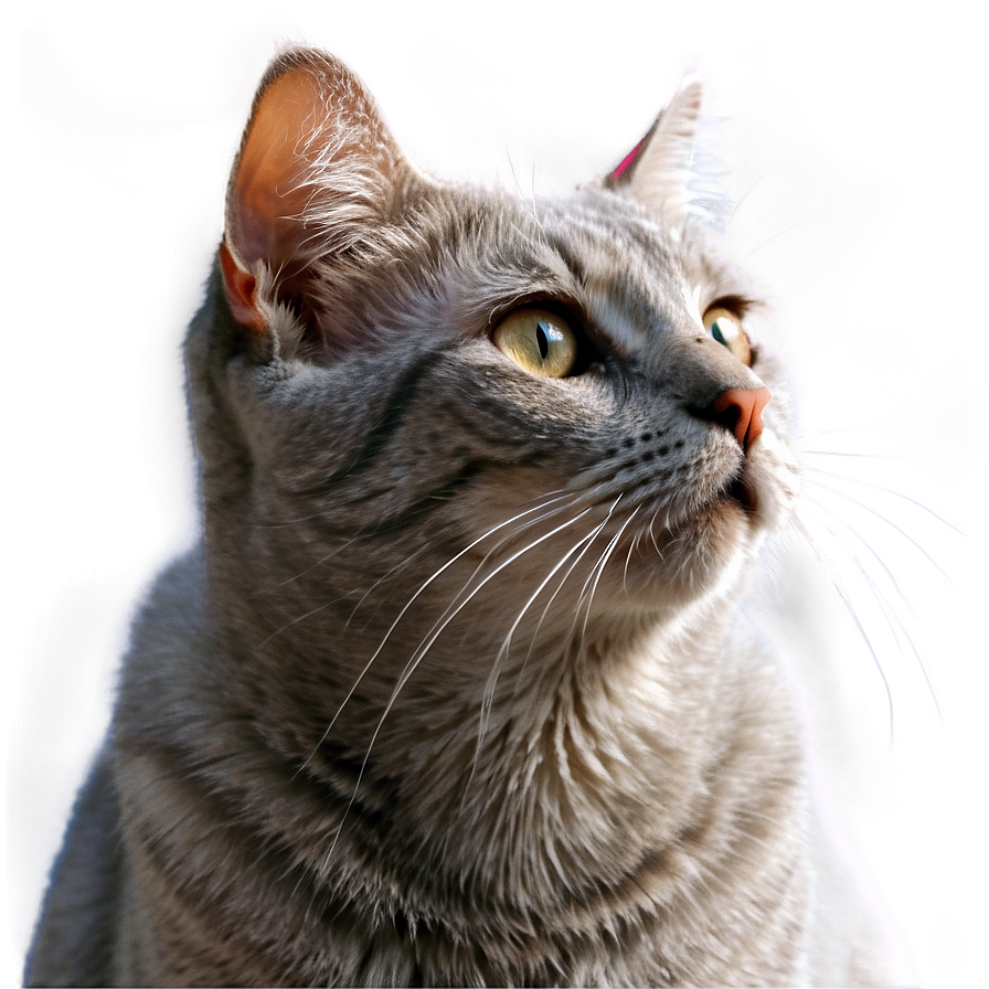 Grey Cat Profile Png 06252024