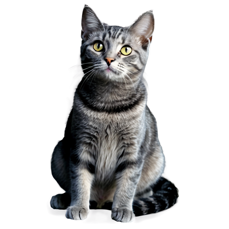 Grey Cat Sitting Png Cvn