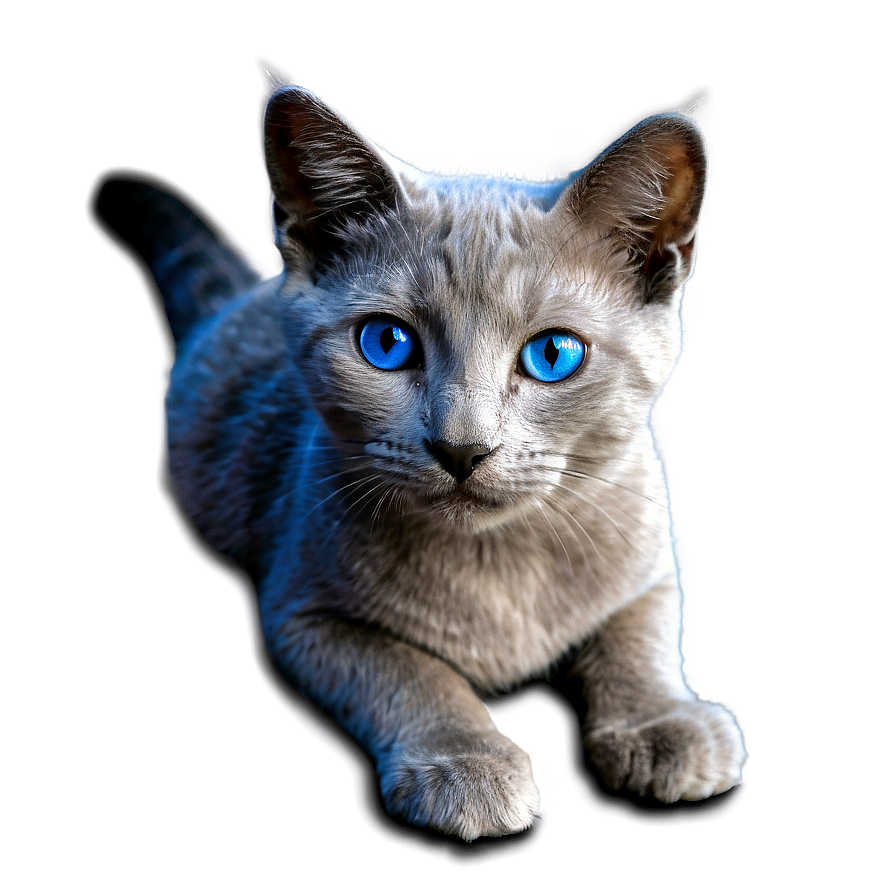 Grey Cat With Blue Eyes Png Lgy