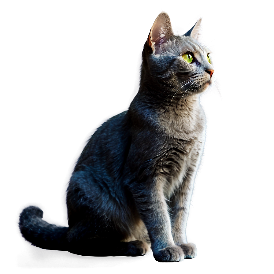 Grey Cat With Green Eyes Png Ara