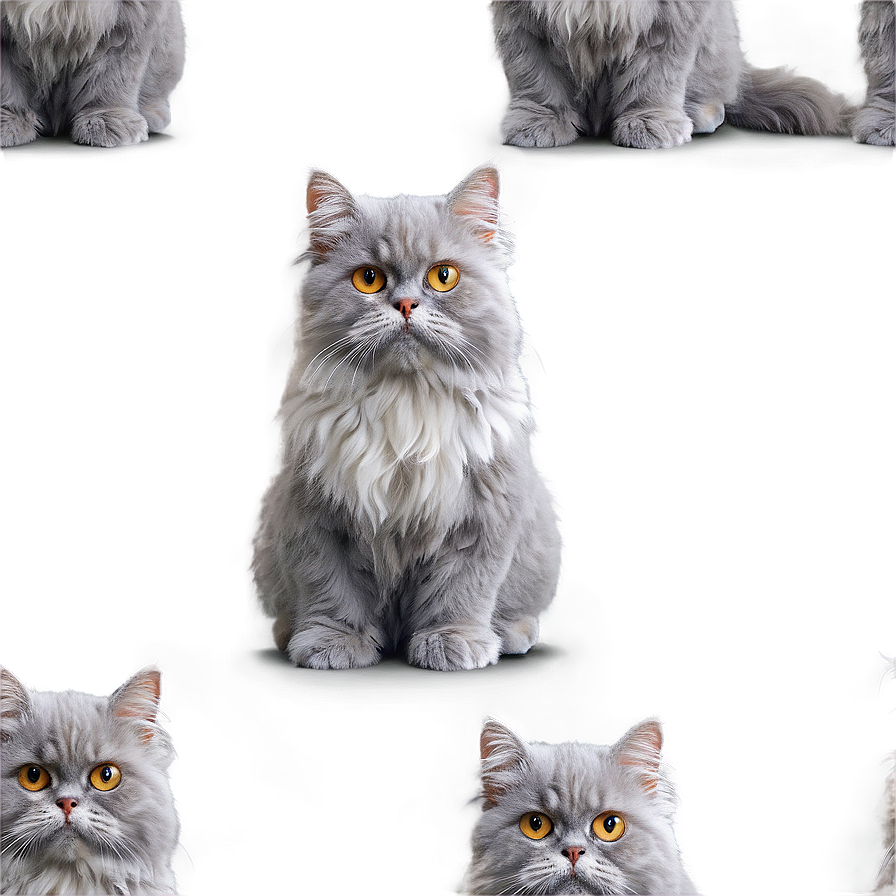 Grey Persian Cat Png 56