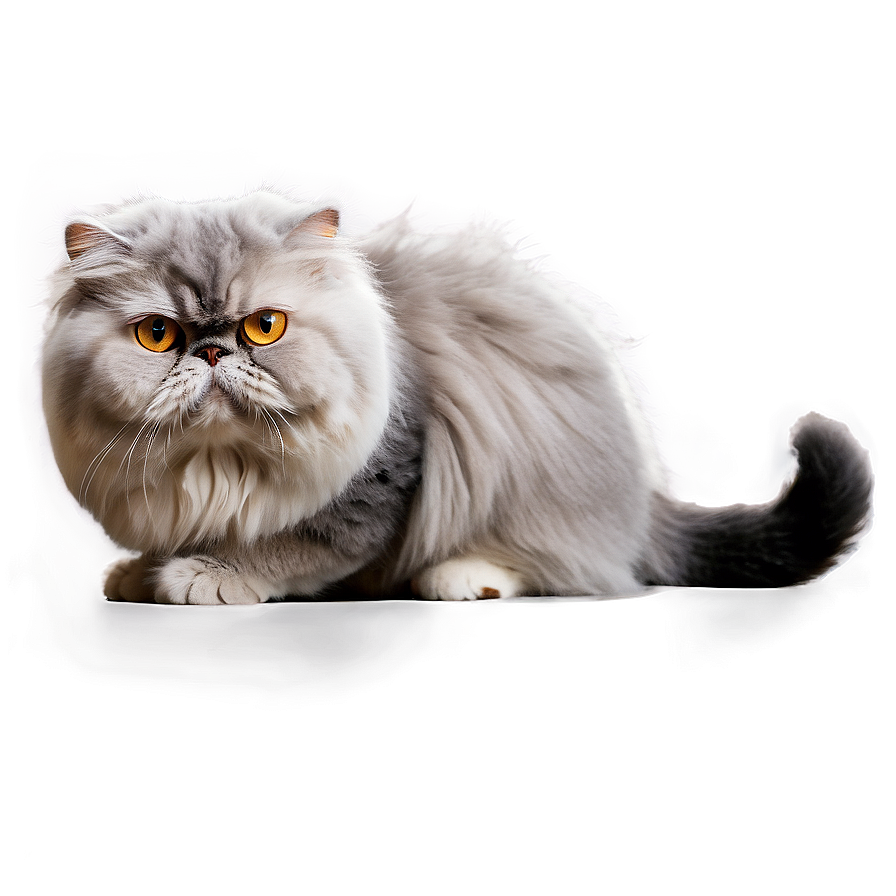 Grey Persian Cat Png Aqb