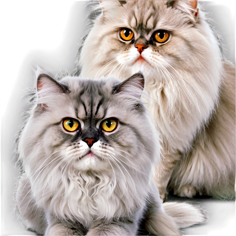 Grey Persian Cat Png Pnr