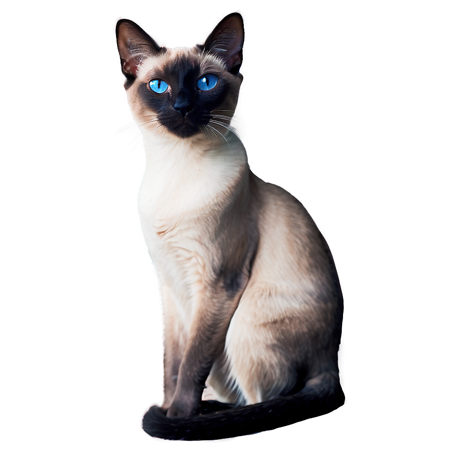 Grey Siamese Cat Png 85