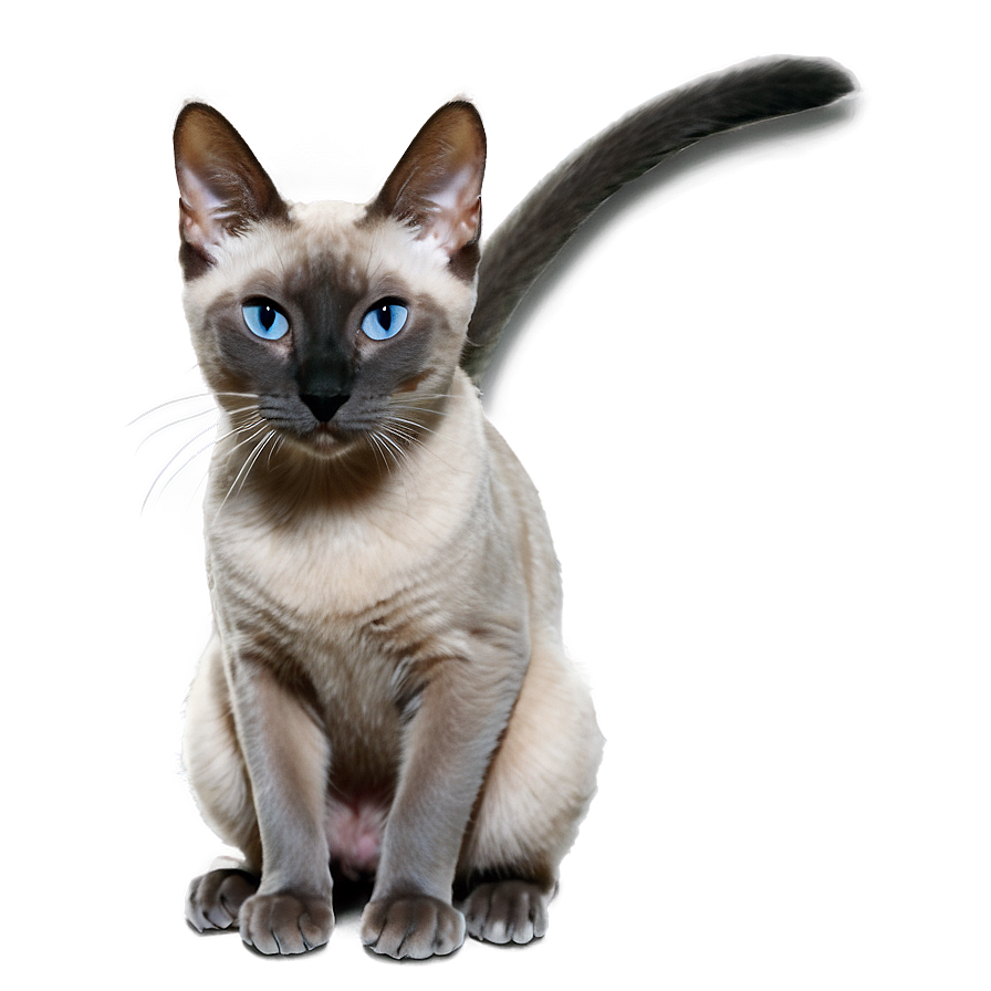 Grey Siamese Cat Png Chw