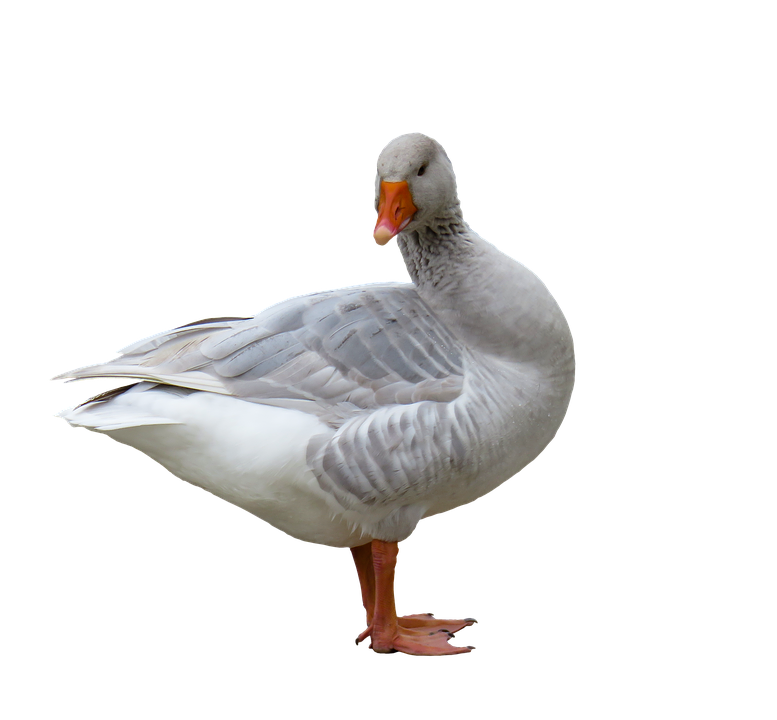 Greylag Goose Standing Side View