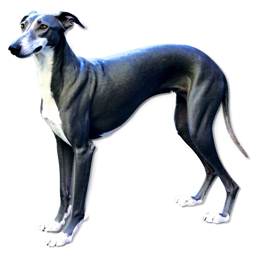 Grieving Greyhound Png 42