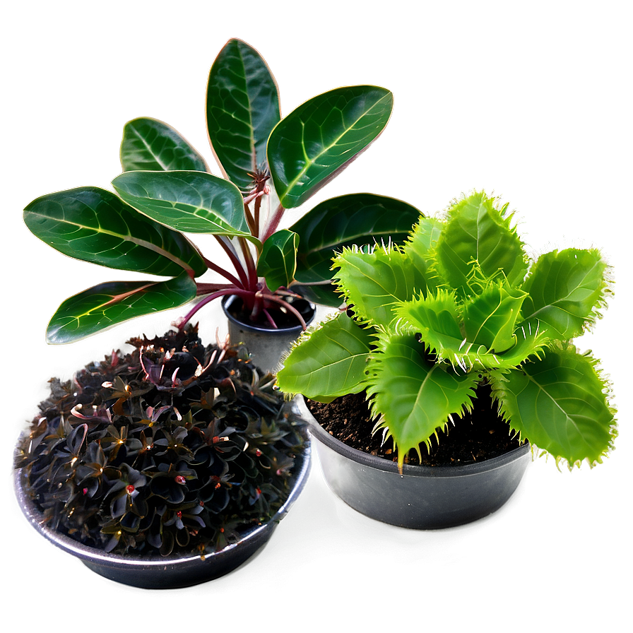 Ground Cover Plant Png 88