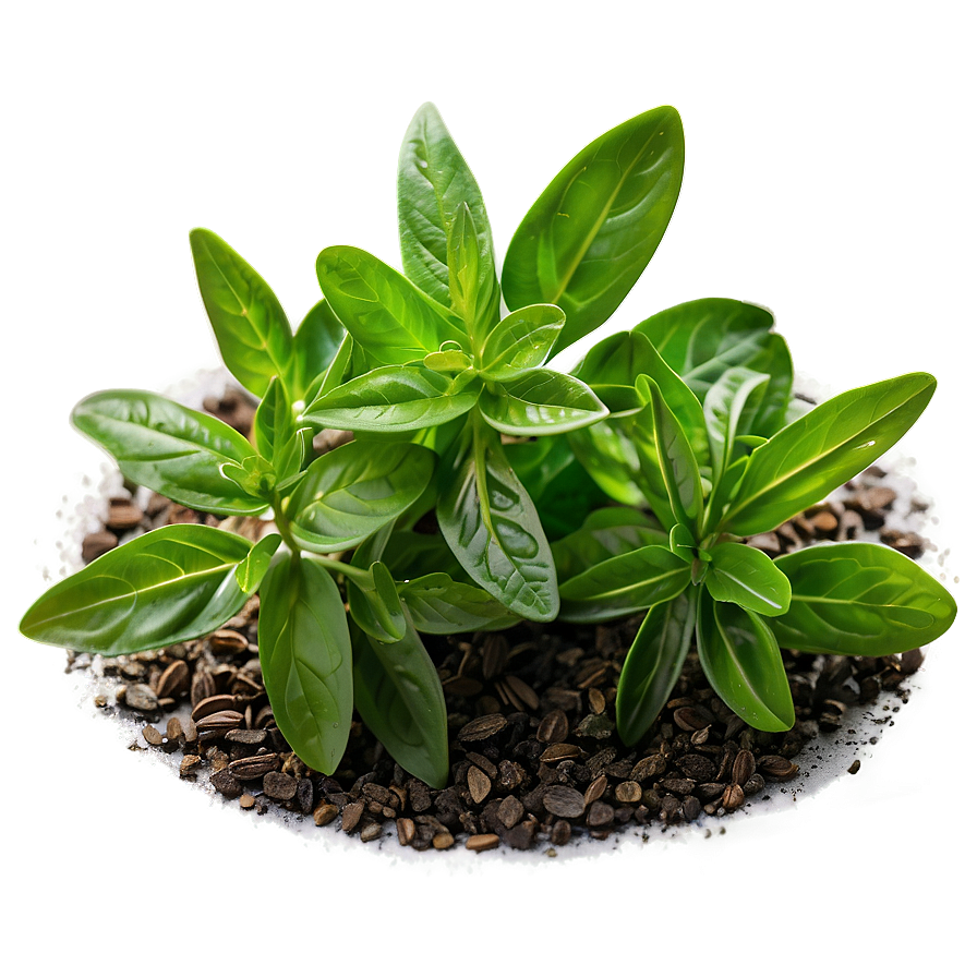 Ground Herb Png Fvh