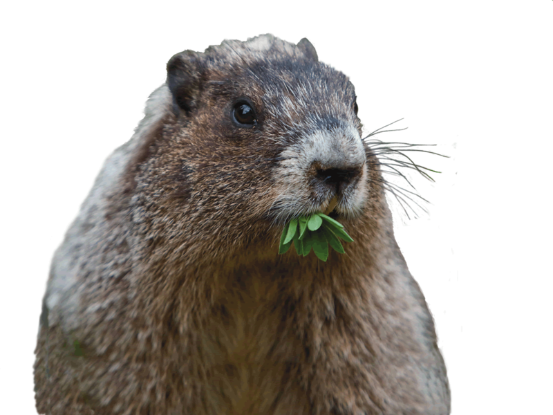 Groundhog Eating Green Leaves