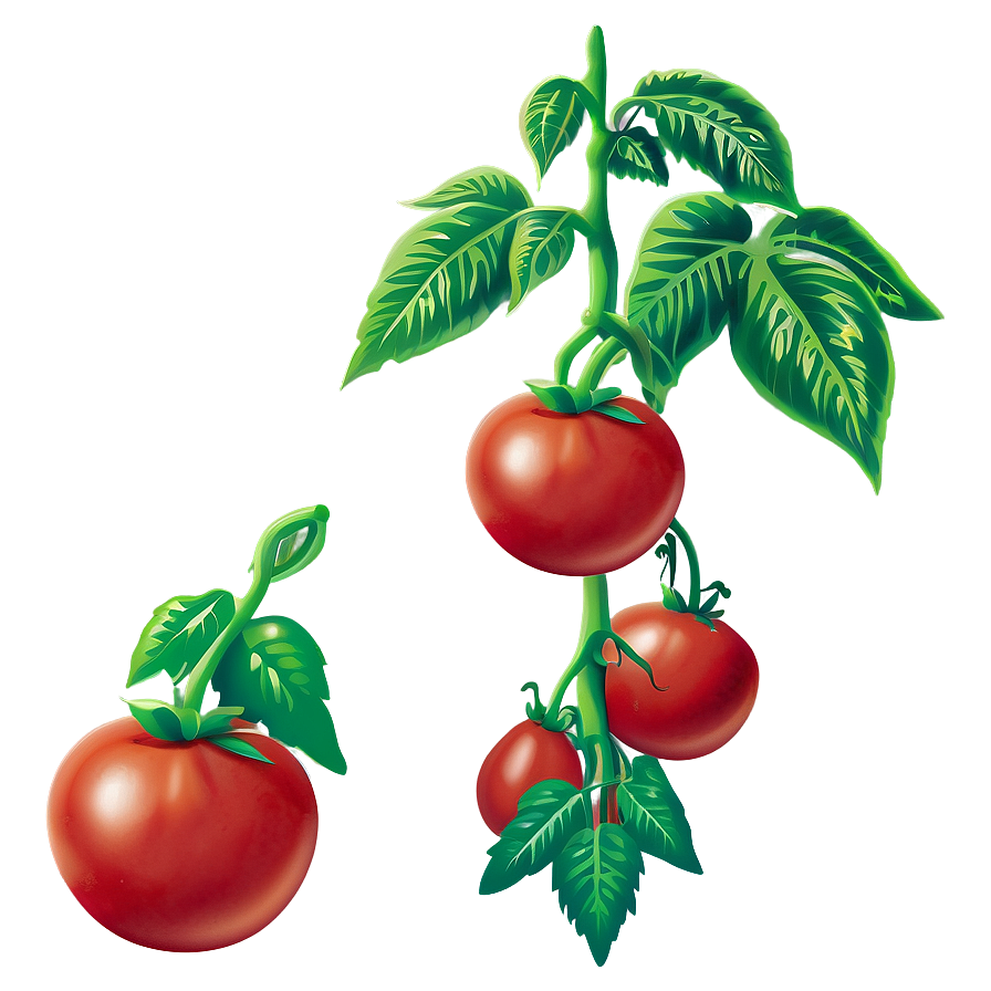 Growing Tomato Plant Png Ogj