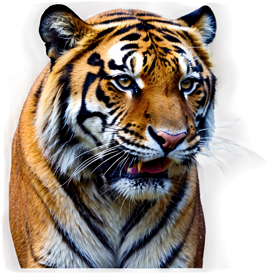 Growling Tiger Portrait Png Fah