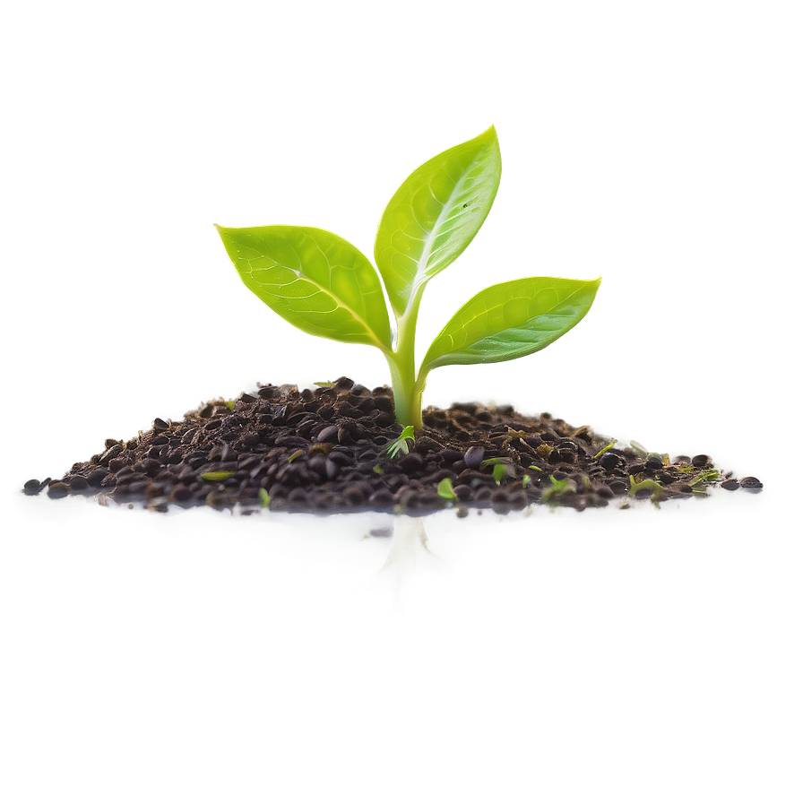 Growth Sprout Png Evg