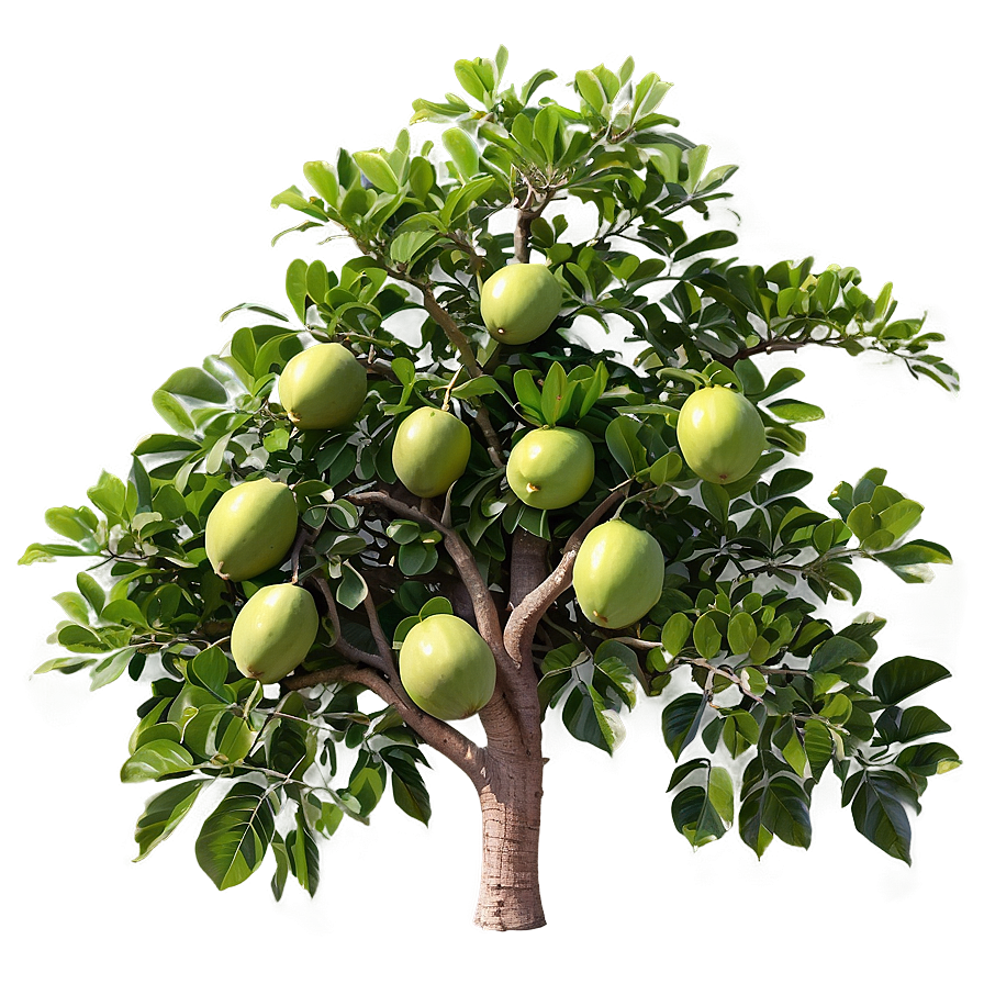 Guava Tree Png 97