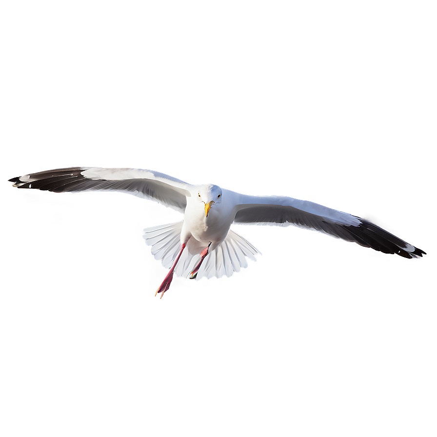 Gull Gliding In Sky Png 82