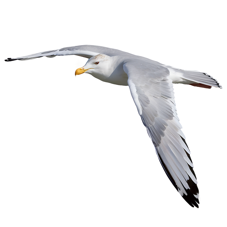 Gull Gliding In Sky Png Lun