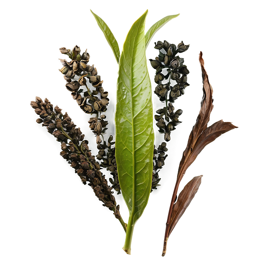 Gunpowder Tea Leaf Png 71