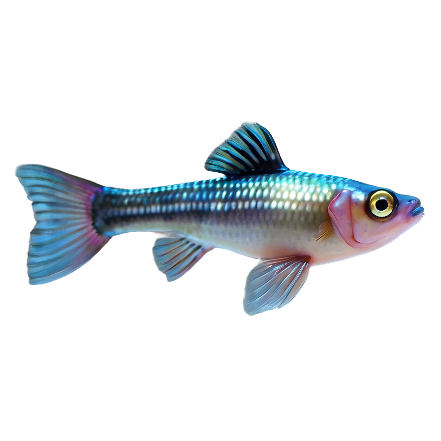 Guppy Fish Transparent Png Ftj