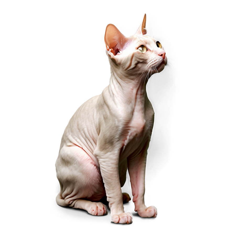 Hairless Cat Profile Side Png Cmq20