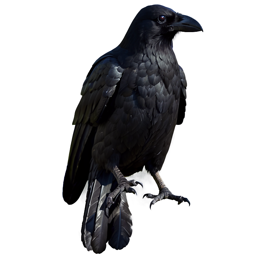 Halloween Crow Png 04292024