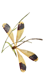 Halloween Pennant Dragonfly Illustration