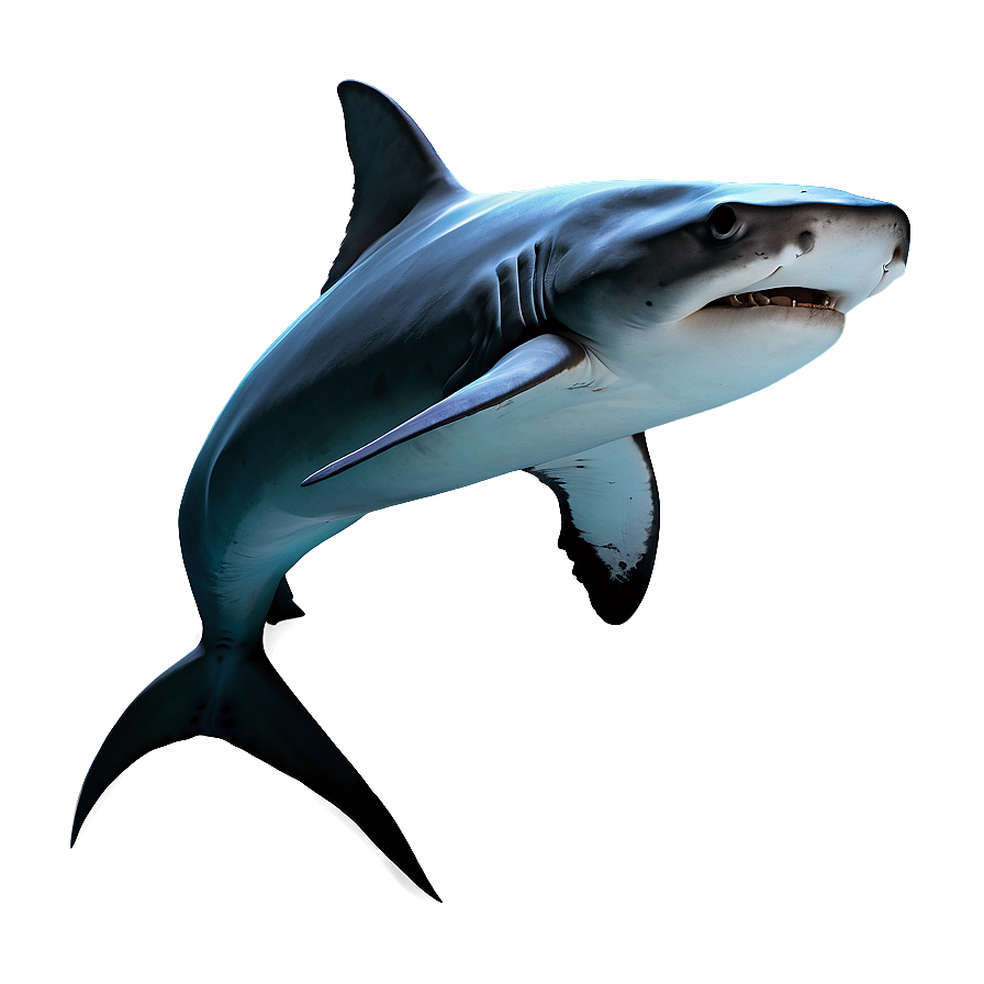 Hammerhead Shark Graphic Png 05032024