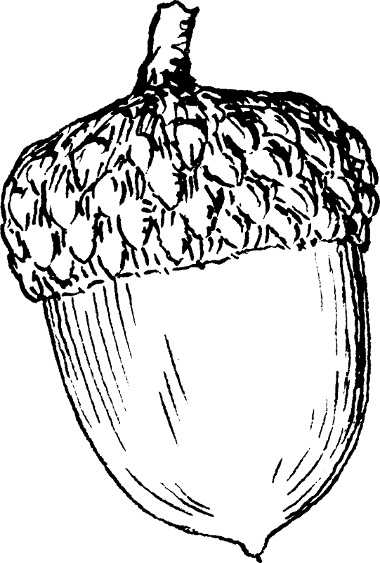 Hand Drawn Acorn Illustration