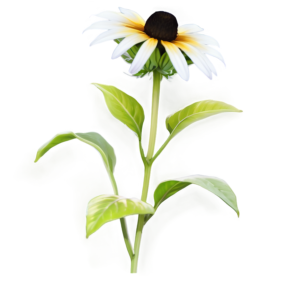 Hand Drawn Black Eyed Susan Png 06282024