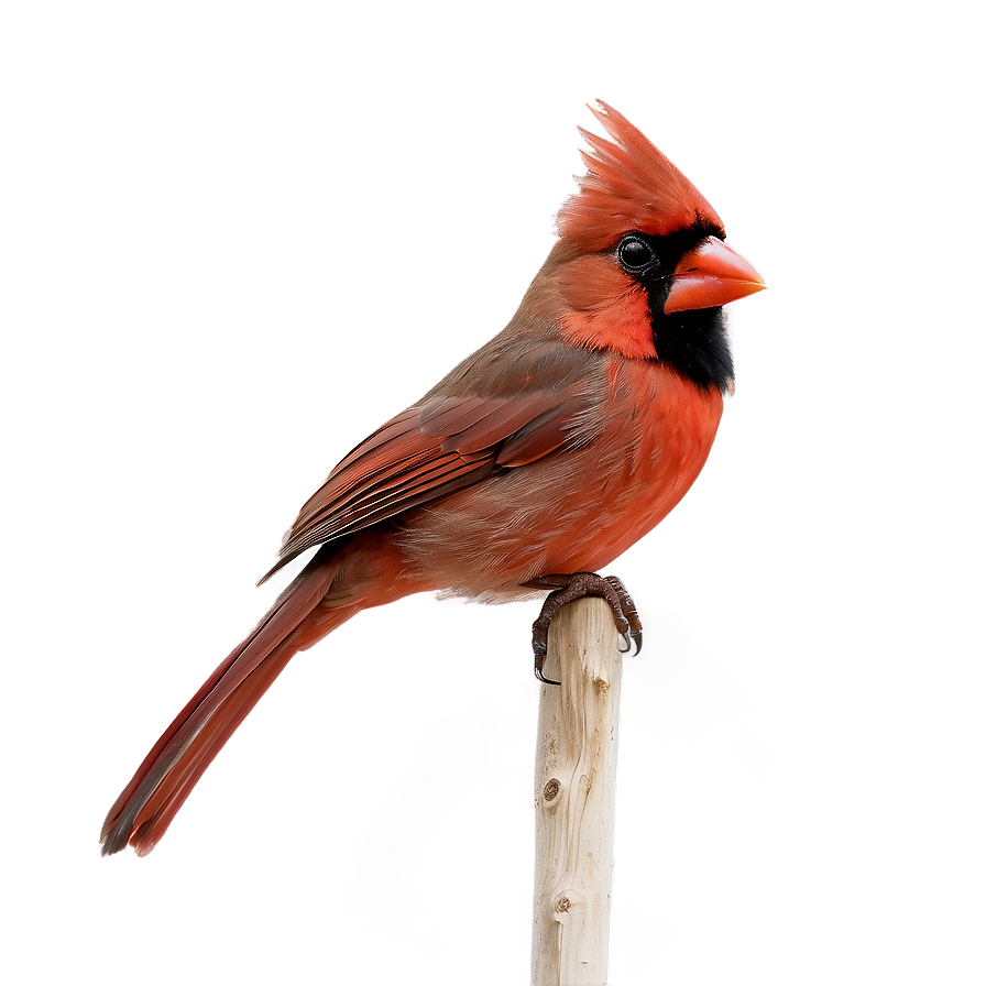 Hand Drawn Cardinal Png 05242024