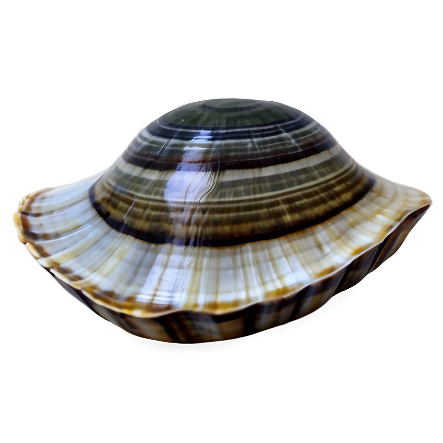 Hand Drawn Clam Shell Png Bba84