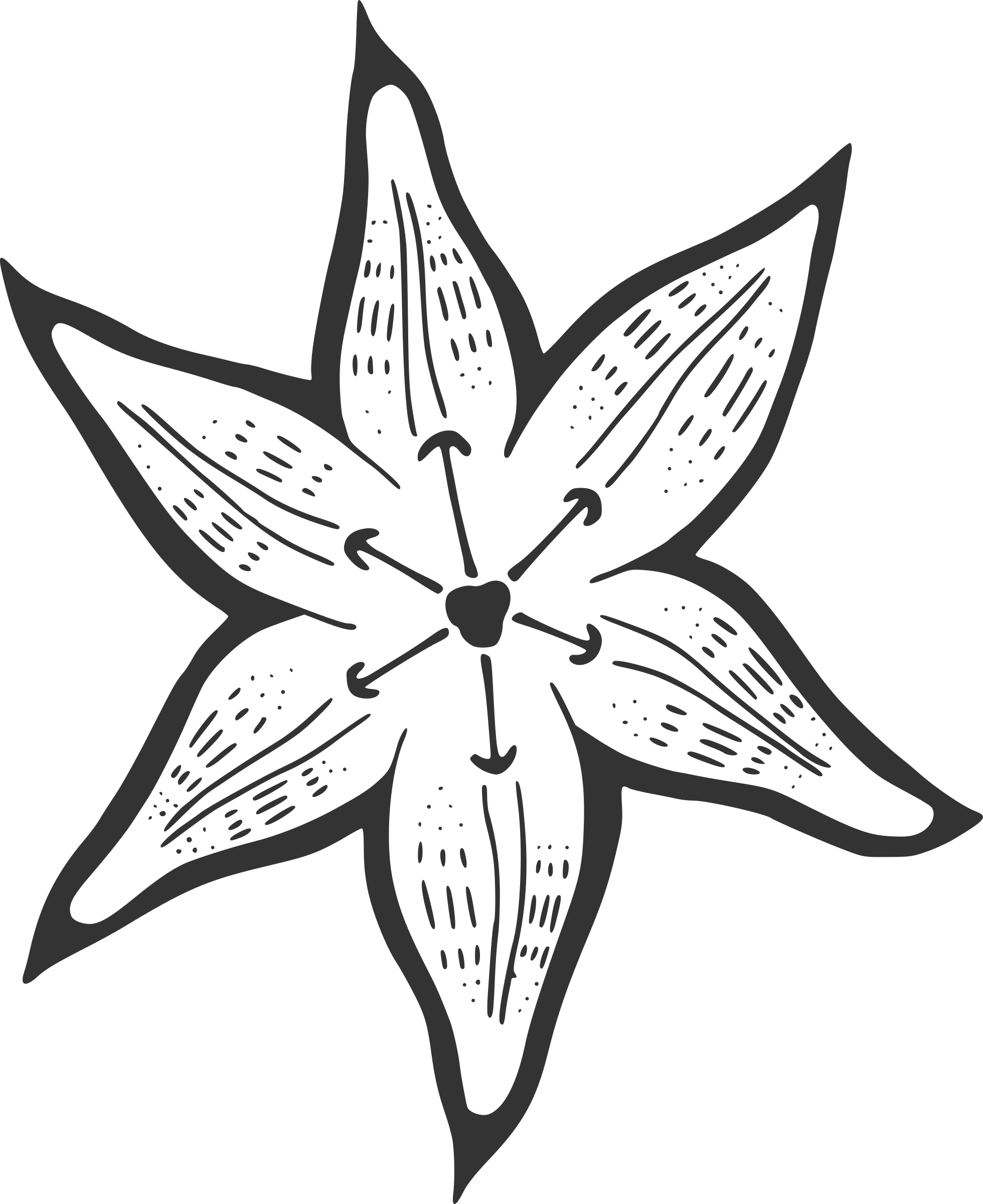 Hand Drawn Lily Flower Illustration