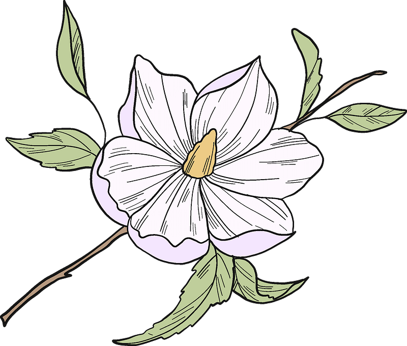 Hand Drawn Magnolia Flower Illustration